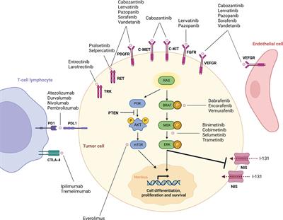 Review article: new treatments for advanced differentiated thyroid cancers and potential mechanisms of drug resistance